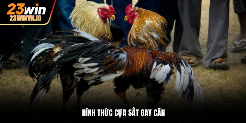 Hình thức cựa sắt gay cấn