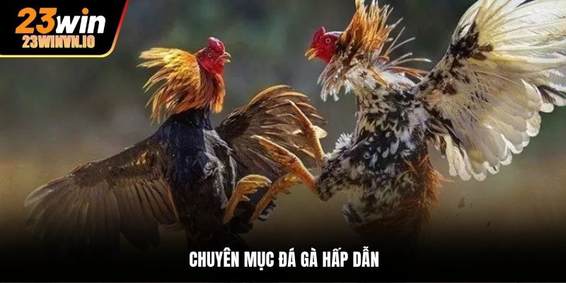 Chuyên mục đá gà hấp dẫn